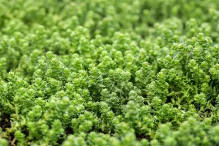 Sedum acre - 1.5 Ltr pot - image 4