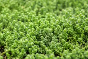 Sedum acre - 1.5 Ltr pot - image 4