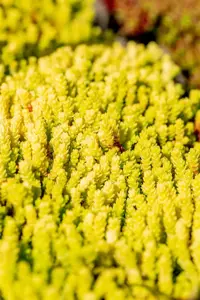 Sedum acre 'Aureum' - P9 - image 3