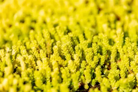 Sedum acre 'Aureum' - P9 - image 2