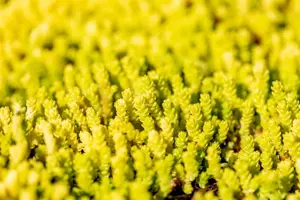Sedum acre 'Aureum' - P9 - image 2