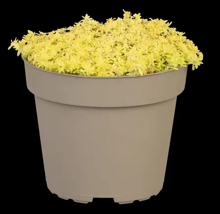 Sedum acre 'Aureum' - P9 - image 1
