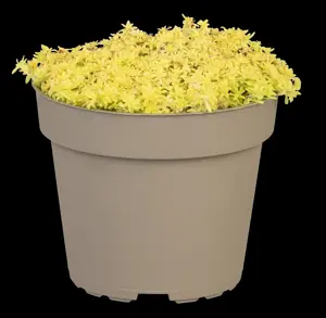 Sedum acre 'Aureum'