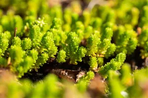 Sedum acre 'Yellow Queen'