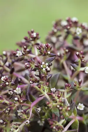 Sedum album - PLUG/CELGROWN 70 CEL TRAY - image 1