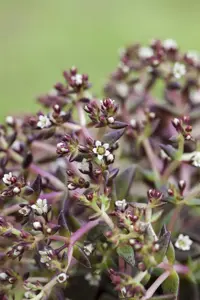 Sedum album