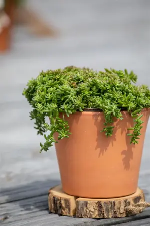 Sedum album 'Coral Carpet' - P9 - image 2