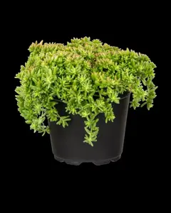 Sedum album 'Coral Carpet' - P9 - image 3