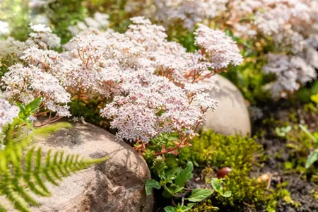 Sedum album 'Minor' - P7 - image 2