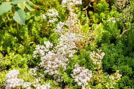 Sedum album 'Minor' - P7 - image 3