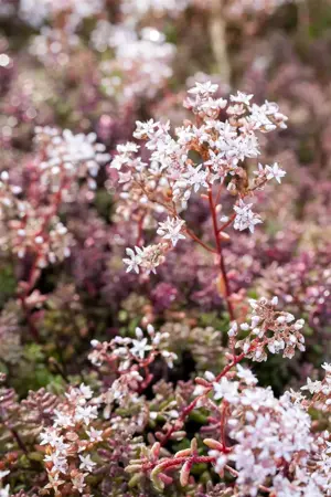 Sedum album 'Murale' - P7 - image 1