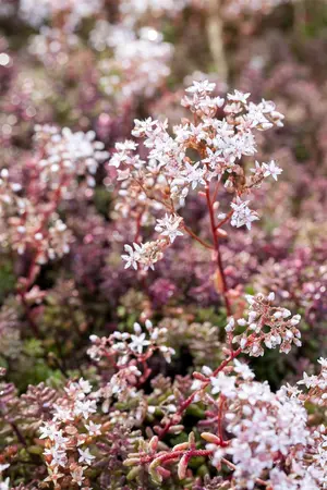 Sedum album 'Murale' - P9 - image 1