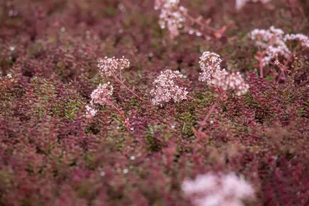 Sedum album 'Murale' - P7 - image 3