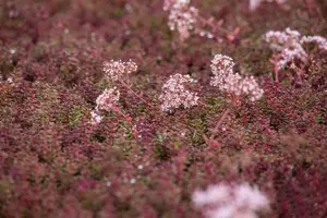 Sedum album 'Murale' - P7 - image 3