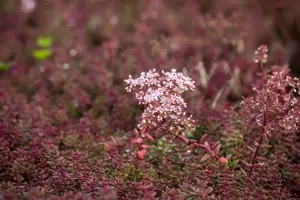 Sedum album 'Murale' - P7 - image 4