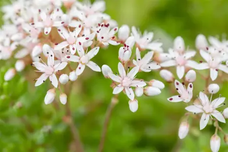Sedum album 'Murale' - P7 - image 5