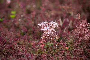 Sedum album 'Murale' - P9 - image 4
