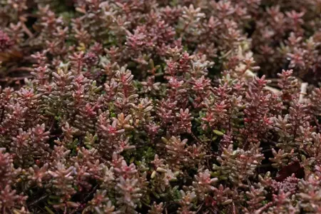 Sedum album 'Murale' - P7 - image 2