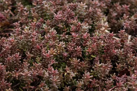 Sedum album 'Murale' - P9 - image 2