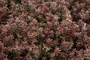 Sedum album 'Murale' - P9 - image 2