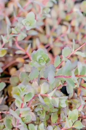 Sedum 'Bertram Anderson' - 2 Ltr pot - image 3