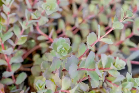 Sedum 'Bertram Anderson' - 2 Ltr pot - image 2