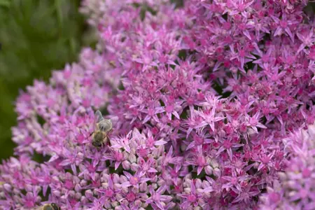 Sedum 'Carl' - 2 Ltr pot - image 1