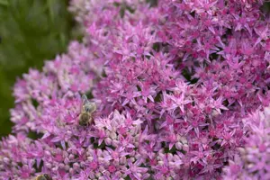 Sedum 'Carl'