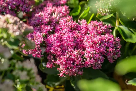 Sedum 'Carl' - 2 Ltr pot - image 2