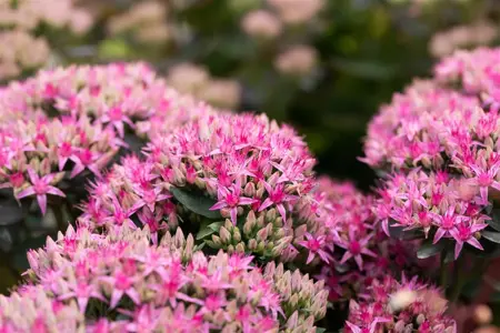 Sedum 'Carl' - 2 Ltr pot - image 4
