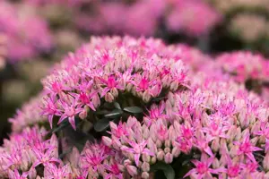 Sedum 'Carl' - 2 Ltr pot - image 5