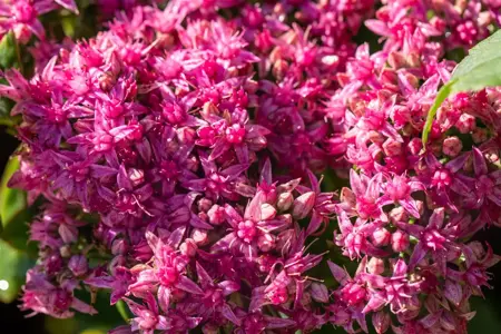 Sedum 'Carl' - 2 Ltr pot - image 3
