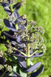 Sedum cauticola