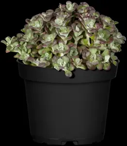 Sedum cauticola - 1.5 Ltr pot - image 3