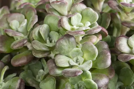 Sedum cauticola - 1.5 Ltr pot - image 4