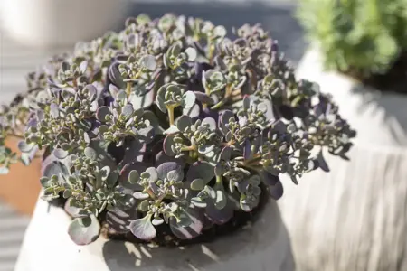 Sedum cauticola - 1.5 Ltr pot - image 5