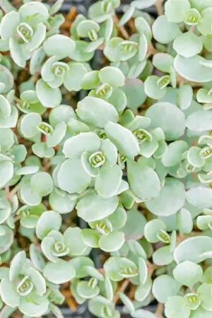 Sedum cauticola 'Lidakense' - P9 - image 5