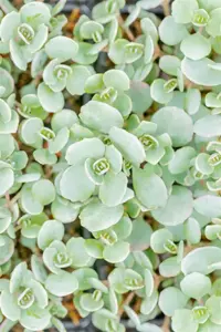 Sedum cauticola 'Lidakense' - P9 - image 5