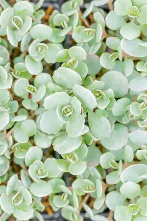 Sedum cauticola 'Lidakense' - 1.5 Ltr pot - image 5