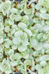Sedum cauticola 'Lidakense' - 1.5 Ltr pot - image 5