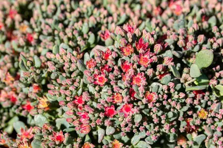 Sedum cauticola 'Lidakense' - P9 - image 2