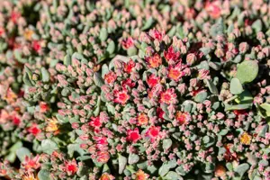 Sedum cauticola 'Lidakense' - P9 - image 2