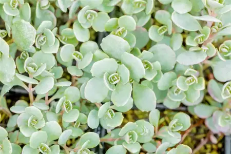 Sedum cauticola 'Lidakense' - P9 - image 4