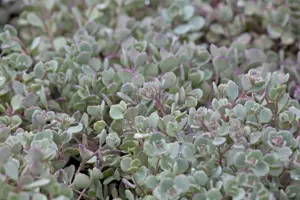 Sedum cauticola 'Lidakense' - P11 - image 1