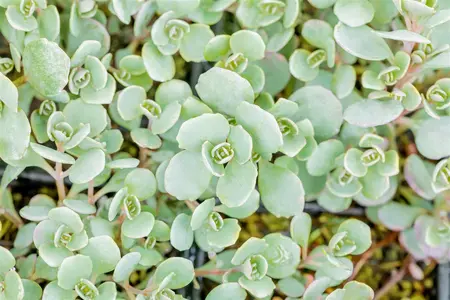 Sedum cauticola 'Lidakense' - 1.5 Ltr pot - image 4