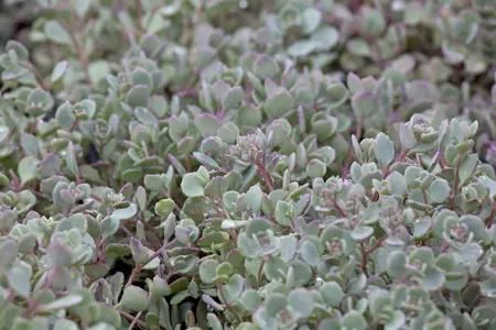 Sedum cauticola 'Lidakense' - PLUG/CELGROWN 100 CEL TRAY - image 1
