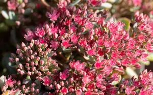 Sedum cauticola 'Lidakense' - P9 - image 3