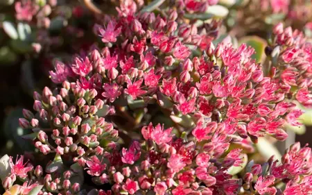 Sedum cauticola 'Lidakense' - P11 - image 3