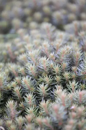 Sedum 'Chocolate Ball' - P9 - image 1
