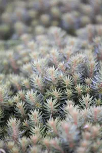 Sedum 'Chocolate Ball'